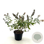 Buddleja Flutterby Pet. Snow White 30-40 cm 3,0L