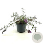 Buddleja Free Petite Lavender Flow 25-30 cm 3,0L