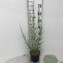 Tamarix tetrandra 40-60 cm 2,0L