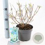 Buddleja Free Petite Snow White 20-25 cm 2,0L
