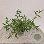 Buddleja 'Lochinch' 50-55 cm 3,0L