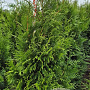 Thuja pl. 'Martin' 175-200 cm met kluit