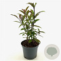 Callicarpa kwangtungensis 30-40 cm 3,0L