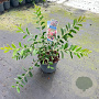 Callistemon vimin. Hot Pink 30-40 cm 2,0L