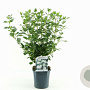 Viburnum tinus 25-30 cm 2,0L