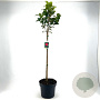 Camellia j. 'Principessa Baciocchi' 80 cm stam 10L bol