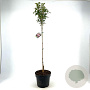 Camellia 'Spring Festival' 80 cm stam 10L bol
