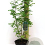 Caragana arborescens 20-30 cm 3,0L