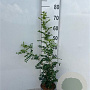 Caragana arborescens 60-100 cm 2,0L