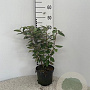 Elaeagnus ebbingei 40-60 cm 3,0L