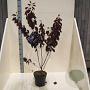 Prunus cer. 'Nigra' 80-100 cm 6L meerstammig