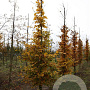 Carpinus betulus 12-14 HO draadkluit geveerd