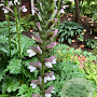 Acanthus 'Summer Beauty' GM P9