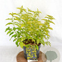 Caryopteris cland. Hint of Gold 30-40 cm 3,0L