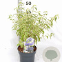 Caryopteris cland. 'White Surprise' 30-40 cm 3,0L