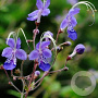 Caryopteris divaricata GM P9