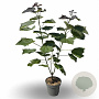 Catalpa erubescens 'Purpurea' 20-30 cm 5,0L