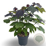 Catalpa erubescens 'Purpurea' 100-125 cm 12L