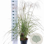 Miscanthus sin. Pink Cloud GM 6,5L