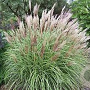 Miscanthus sin. 'Yaka Dance' GM  P11