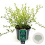 Ceanothus El Dorado 30-40 cm 2,0L