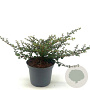 Ceanothus 'Emily Brown' 25-30 cm 2,0L