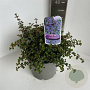 Ceanothus 'Emily Brown' 30-40 cm 5,0L