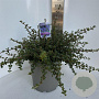 Ceanothus 'Emily Brown' 35-40 cm P27