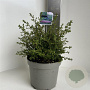 Ceanothus 'Julia Phelps' 30-40 cm 5,0L