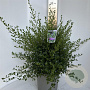 Ceanothus impressus 'Victoria' 35-40 cm P27
