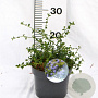 Ceanothus thyrsiflorus repens 25-40 cm 3,0L