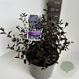 Ceanothus 'Tuxedo' 30-40 cm 5,0L