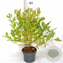 Cephalanthus occidentalis 40-60 cm 5,0L