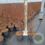 Cercidiphyllum japonicum 40-50 cm 3,0L