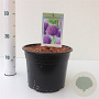 Allium giganteum gm 4,0L