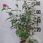 Buddleja d. 'Pink Delight' 60-80 cm 10L