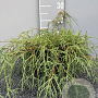 Chamaecyparis p. 'Filifera Nana' 40 cm 2,0L