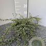 Cotoneaster pr. 'Queen of Carpets' 40-50 cm 2,0L