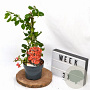 Chaenomeles sup. 'Crimson and Gold' 30-40 cm 2,0L
