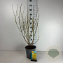 Forsythia int. 'Spectabilis' 60-80 cm cont. 65L