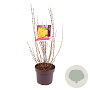 Forsythia int. Week-End 40-45 cm 7,5L
