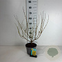 Forsythia int. Week-End 50-60 cm 35L