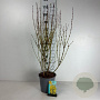 Forsythia int. Week-End 60-80 cm cont. 65L