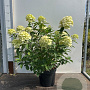 Hydrangea pan. 'Limelight' 40-60 cm 7,5L