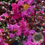 Lagerstroemia i. Rhapsody in Blue 200-225 cm cont. 80L meerstammig