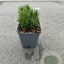 Lavandula ang. 'Dwarf Blue' 15 cm P9