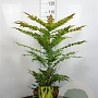Mahonia media 'Winter Sun' 80 cm met kluit