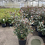 Photinia fraseri 'Carré Rouge' 80-100 cm 10L