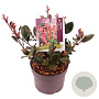 Photinia fraseri 'Little Red Robin' 10-15 cm 2,0L