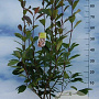 Photinia fraseri 'Red Robin' 60-80 cm 7,5L